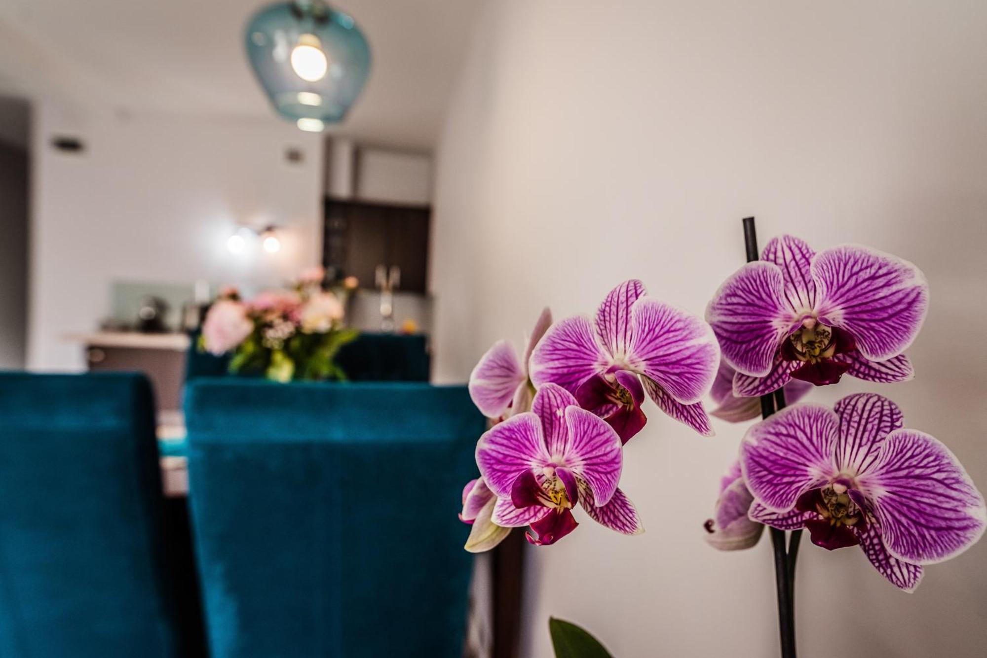Apartamenty Widok Szczawnica Εξωτερικό φωτογραφία